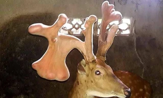 Cặp nhung ‘khủng’ nặng gần 5kg hiếm có ở Hà Tĩnh