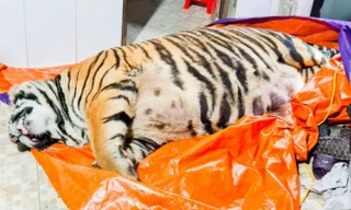 Ông chủ căn nhà nơi phát hiện con hổ nặng 2,5 tạ ra đầu thú