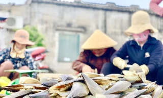 Trúng đậm 'lộc trời', ngư dân Hà Tĩnh kiếm tiền triệu mỗi ngày