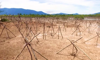 Rừng ngập mặn ở Hà Tĩnh vừa trồng đã chết trắng