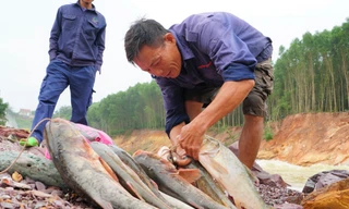 Hồ Kẻ Gỗ xả lũ, dân kéo nhau đi săn cá ‘khủng’