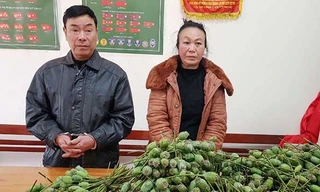 Cặp vợ chồng vận chuyển hàng nghìn quả thuốc phiện tươi đi bán