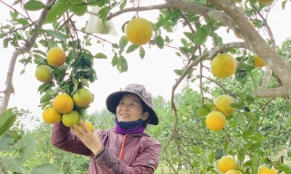 'Đệ nhất' cam Hà Tĩnh vào vụ, chín vàng cả khu đồi