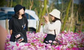 Cánh đồng hoa sao nhái ở Hà Tĩnh thu hút đông bạn trẻ đến chụp hình