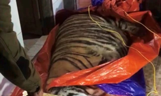 Phát hiện cá thể hổ nặng 2,5 tạ trong nhà dân