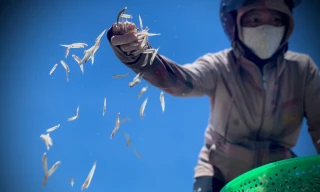 Ngư dân Hà Tĩnh trúng đậm cá cơm, mỗi ngày thu tiền triệu