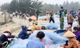 Ngư dân Hà Tĩnh hồ hởi ra khơi vớt 'lộc trời' sau bão lũ