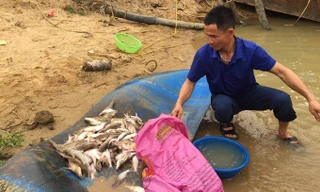 Một người dân ở Tân Kỳ vớt được nửa bao tải cá chết trên sông Con.