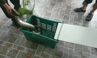 Kinh hãi phát hiện trăn gấm nặng 7kg bò vào vườn nhà dân ở Hà Tĩnh