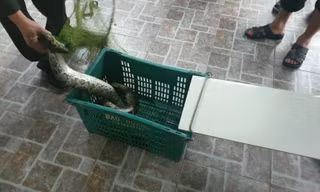 Kinh hãi phát hiện trăn gấm nặng 7kg bò vào vườn nhà dân ở Hà Tĩnh
