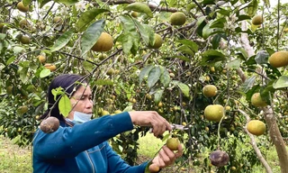 Đặc sản quýt Nghệ An bán rẻ như cho vẫn không ai mua