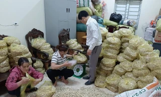 Giá chạm đáy, hàng trăm hecta hành ở Nghệ An chịu phận nằm ruộng