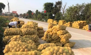 Khoai tây được mùa được giá, nông dân Nghệ An phấn khởi thu hoạch