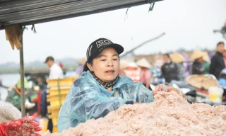 Ngư dân Hà Tĩnh trúng đậm ruốc biển, thu tiền triệu mỗi ngày