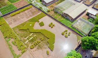 Sinh viên sáng tạo cánh đồng lúa hình bản đồ Việt Nam