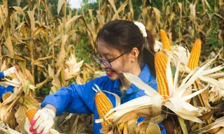 Màu áo xanh sinh viên tình nguyện toả đi muôn nơi