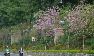 Hoa ban Tây Bắc “nhuộm tím” phố phường Hà Nội