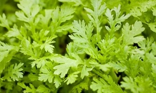 Những loại rau giúp hạ huyết áp