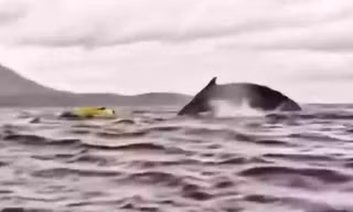 Ngỡ chỉ có trong truyện cổ tích: Người đàn ông bị cá voi nuốt chửng ở Chilê