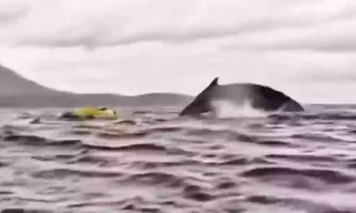 Ngỡ chỉ có trong truyện cổ tích: Người đàn ông bị cá voi nuốt chửng ở Chilê