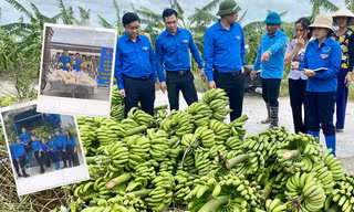 Đoàn thanh niên hỗ trợ nông dân "giải cứu" nông sản bị thiệt hai sau cơn bão số 3