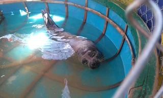 Hải cẩu dài cả mét dạt vào bờ biển Quảng Nam