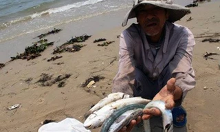 Cá chết hàng loạt những ngày qua ở vùng biển Hà Tĩnh.