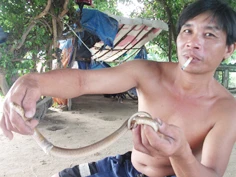 Đi săn rắn độc