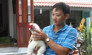 Gà 9 cựa giá 30 triệu đồng