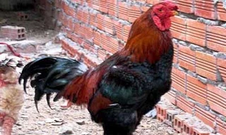 Thêm nhiều đặc sản Tết tiền triệu