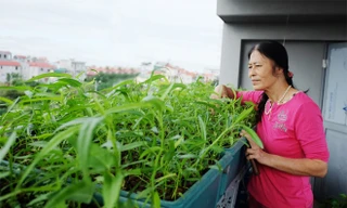 Trồng rau xanh kết hợp nuôi cá trên sân thượng ở Thủ đô