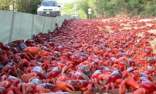 Choáng ngợp với biển cua di cư nhuộm đỏ đảo Giáng sinh