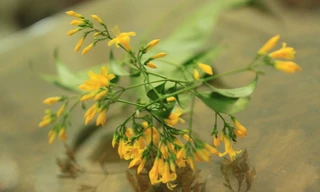 Một cành lá ngón.