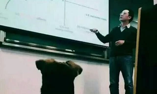 Chuyện kỳ lạ về chú chó 'học đại học' ở Trung Quốc