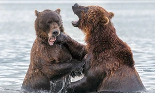 Cặp gấu nâu Kamchatka khổng lồ quyết chiến ác liệt dưới hồ nước lạnh trong khu bảo tồn thiên nhiên Kronotsky ở Nga. 