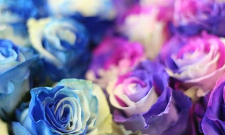 Hoa hồng lạ giá triệu đồng cho ngày 20/10