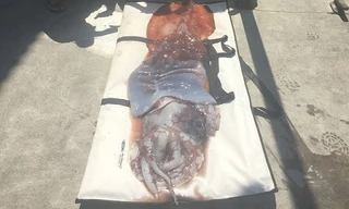 Xác con mực khổng lồ tìm thấy ở vùng biển Hawaii. Ảnh: Mathew Fowler.