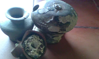 Số mẫu vật nguyên vẹn hiện còn sót lại rất ít. Ảnh: M. Đình.