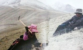 Chịu khó lùng sục trong vòng 1 tháng, anh Pubu cùng vợ và con cái đảm bảo một nửa thu nhập cả năm.