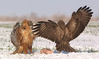 Khi đi dạo ở thành phố miền đông Bulgaria Varna , Nhiếp ảnh gia Svetoslav Tsvetanov Simeonov bắt được khoảnh khắc đôi chim ó chiến đấu để giành nhau miếng thịt tươi. 