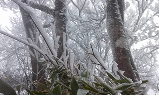 Hình ảnh băng tuyết dày đặc trên đỉnh Phia Oắc ở Cao Bằng