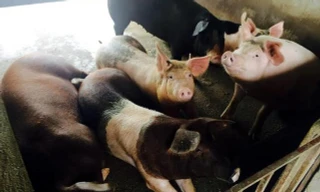 Dân giàu Hà Nội rủ nhau đặt mua lợn giun quế về ăn Tết.