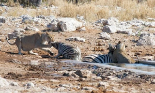 Ngựa vằn chết thảm khi đối đầu với sư tử