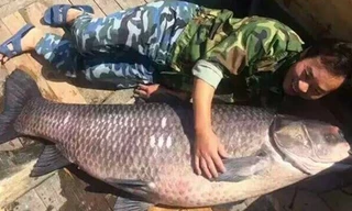 Ngư dân bắt được cá trắm đen khổng lồ nặng 90kg