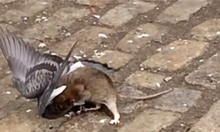 Xem chuột nhắt xơi tái chim bồ câu