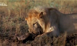 Linh cẩu thất thần nhìn sư tử cắn chết con