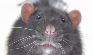 Loài chuột cổ đại to lớn gấp 10 lần chuột ngày nay. Ảnh: IB Times.