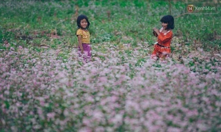 'Tôi đã thấy hoa tam giác mạch ở Hà Giang đẹp tuyệt vời'