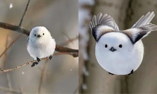“Đốn tim” trước loài chim đáng yêu được mệnh danh là “nàng tiên tuyết Hokkaido”