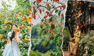 Mùa hồng Đà Lạt "gõ cửa": Lên đồ check-in ngay những khung hình mộng mơ